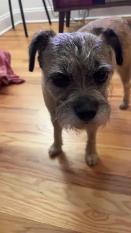 roxie wants a chicken burger #fypp #abc #foru #fyp #dogtok @fiona @kelsey 