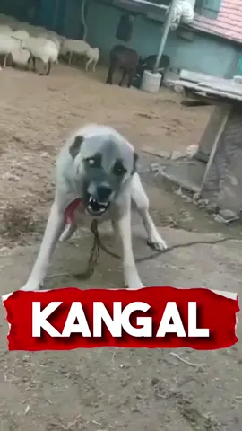 Kangal ⚠️ 🐶 #kangal #dangerousdog #scarydog #fyp #animals #dogsoftiktok #dogs #richyvidz #animalsoftiktok 