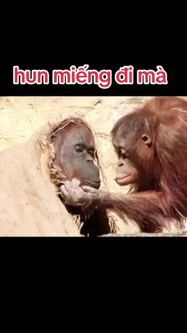 hun miếng đi mà #xuhuong #longtienghaihuoc #vuive #khỉ #haihuoc 