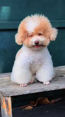 Người yêu có thể không có , nhưng chó thì phải có 1 em ❤️❤️❤️ #poodle #petlovers #pets #pet #poodlelove #cute #baby #littlegirl #micasa622 #xuhuong #thinhhanh #dog #thucung #dog #fyp #foryoupage #littlegirl #chócute #cún #cúnconđángyêu #CÚN🙈 #cúnyêu #cúncưng #cúndễthương  #chócute #xuhuong #trending #trend #xuhuongtiktok 