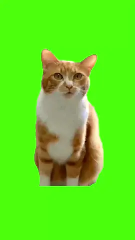 cat meows ha hee meme green screen #meme  #memecut  #greenscreen  #twd
