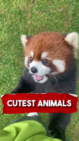 CUTEST Animals in the World 🥰 🌎 #cutestanimals #animals #cute #otter #redpanda #fennecfox #fyp #richyvidz 