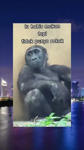 maka berhentilah merokok 😂 #videolucu #funnyvideos #meme #lucu_ngakak 