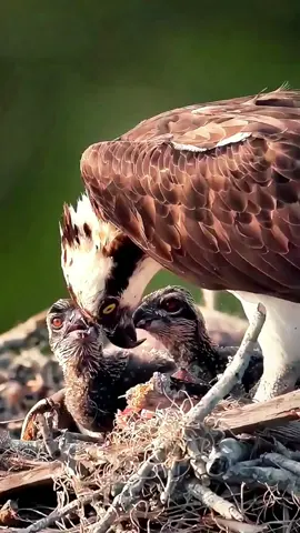 Warm moment, eagle feeding its young eagle. #Birds #eagles #nest #wildlife #nature #FYP #FantasticBeastsln 