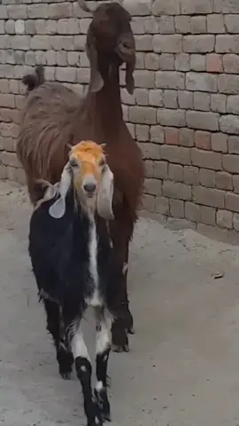 Happy Sunday! Hope this makes your day!🐐😁💜 🔹️ #goatsoftiktok #goats #goatdancing #goat #dancing #happysunday #spreadingsmiles #makeyourday #happiness #stayingalive #indaclub #stayinaliveindaclub #viralvideo #video #animals 
