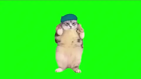 #猫ミーム #meme #素材 #cat  #greenscreen 