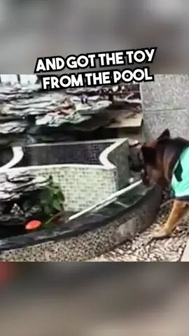 He Even Got His Toy Back... 🥹❤️ #wholesome #dog #hero #heartwarming #fyp 