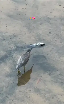 even the bird 💗💓💞❤💕#foryou #viral #foryoupage #fyp #respect #tiktok 