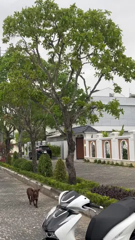 ai dí mà mày chạy ghê dậy cờ hó 🌚#southvietnamscooterteam🇻🇳 #xuhuong #sh150 