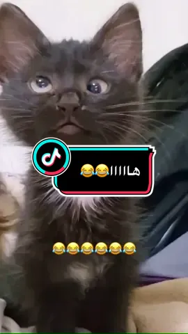 #مقطع_مضحك #الطفل #مع #القطه #هاااااا #😂 