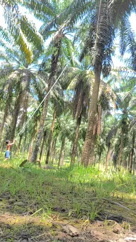 #kelapasawit #pejuangldr#bugistantau#fypシ  #pejuangringgit🇲🇨🇲🇾💪💪 