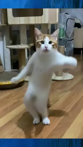 Dancing cat 😁😁🤪🤪 #funnycat #meme #fyp #trending #viralvideo #cat #funny #funnyvideos 