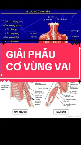 Giải phẫu cơ vùng vai#giaiphau #lopxoabopbamhuyetcuoituan #hocxoabopbamhuyet 