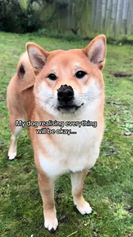 Seem familiar?😂😂 #shiba #shibainu #puppy #dog #dogsofinstagram #dogs #dogstagram #doglover #dogoftheday #doglife #doglovers #doggy #dogsofinsta #dogsofig #doggo #doglove #dogsitting #dogslife #dogsofinstaworld #doggie #dogscorner #dogphotography #dogofinstagram #dogmom #dogsofinstgram #dogmodel #dogwalk #dogood #doge #DogTraining #doggies #dogwalking #dogsandpals 