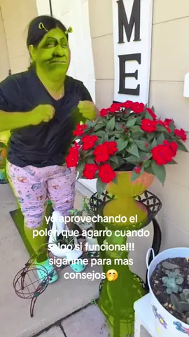 siganme para más consejos y sus plantas estaran asi de hermosas🤭😂😂 también pueden estornudar sobre ellas😂😂😂 #humor #plantas #fyp
