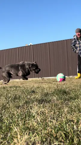 #канекорсобеларусь #рекомендации #canecorso #fyryou 