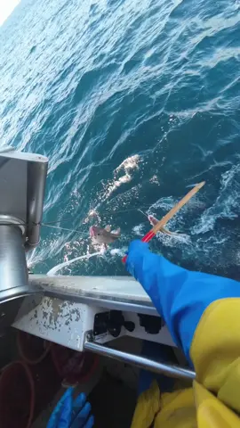 Keep in mind that I’m steering the boat with my left hand 😁 #longline #comercialfishing #pov #fishing 