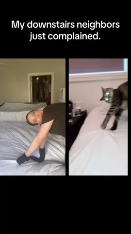 #duet with @Malindahlewesterlund #weird #crazy #crazycat #cats #catsoftiktok #cattok #duet #comedy #comedian #mimic #imitate #imitation #imitaciones #gato #gatos #loca #parody #fyp #duet #dueto #crazycatlady #catvideos 