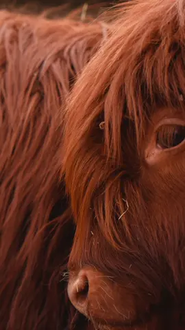 Sony a6700 + Tamron 17-70mm F2.8 at 120 fps 😍 #sonyalpha #sonyalpha6700 #tamron #tamron1770 