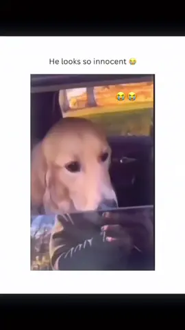 Funny and cute dogs compilation 🤣... #funnydog #funnypet #cutedog #dogoftiktok #doglover #dogs 