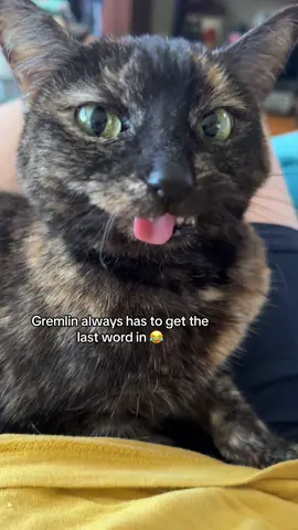 To be fair, Gremlin is always right 😌 ​ ​#catladytails #sassycats #tortiecatsoftiktok #tortitude #talkingcats 