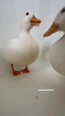 That one duck edit.  I hope this reaches the right audience. 