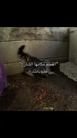 الإسمنت والصبات والإسفلت والسيارات عمرها ما كانت المكان الطبيعي لأي قط، بيئة خطرة و مؤذية و قاتلة لهم، لا تخلط بين البيئة اللي ربي خلقها وبين اللي استحدثها البشر! إذا ما تقدر تساعدهم بتبني أو إطعام فكف لسانك فقط عن الرحماء. #الرفق_بالحيوان #قطط #اكسبلور #تبني_لاتشتري 