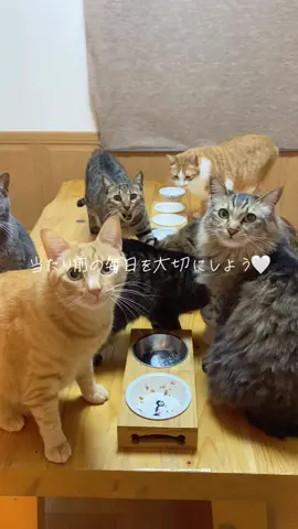 この子たちが元気で居てくれることが何よりものプレゼント🎁#ねこ #保護猫 #多頭飼い #猫との暮らし #誕生日 #ありがとう 