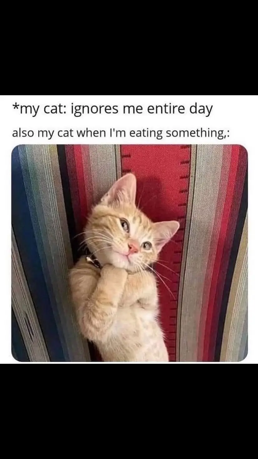 Did ya miss me? 🐱 #cursedcats #cursedcat #animalmemes #sadcats #catlife #catfeatures #catloversclub #catmemes #cat #cattos #catsofinstagram #catmeme #cattomemes #wholesome #catvideo #chonk #cats #memes #furriend #sadcat #wholesomememes #funnycat #funnycatmeme #politecat #funny #cutecat