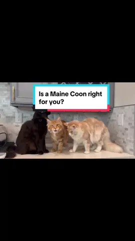 #mainecoon #catbreed #catowner #pets #PetsOfTikTok #catsoftiktok #longervideos #longvideo #cat #kitten #foryou #fyp  