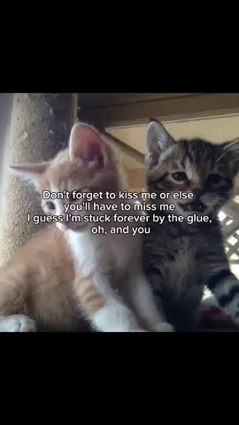 #lyricsvideo #catsoftiktok #xyzbca #gluesong #goviral #fypp 