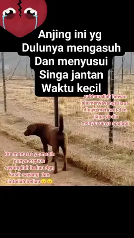 walau beda spesies tapi sang singa sadar bahwa sang guk guk telah menyusui singa ..maka dr itu sang singa dengan hormat mencium tangan induk guk guk#nasehatbijak #fyp 