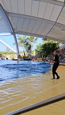 Tekoa & María 🥰🥰🥰 #loroparque #loropark #orca #orcas #tekoa #whale #killerwhale #cetacean