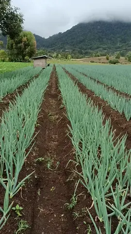 #petanibawang #bawangdaun #modoinding #petanimudah #danaumoaat #fypシ゚viral #kotamobagu_story #kotamobaguviral #sulawesiutara #bulansuciramadhan2024 