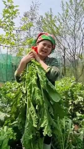 Hạt giống Cải mèo siêu to khổng lồ nhé bà con #hatgiong #hatgiongcaimeo 