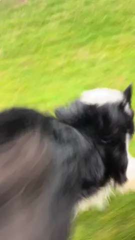 Epic dog running full speed so amazing to watch #dogsoftiktok #dog #bordercollie #fyp #happy #foryoupage 