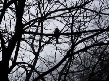 𓅪 ⊹ ࣪ ˖ #tbilisi #georgia #vintagecamera #digitalcamera #lowquality #nature #bird #tree #corecore #mist #fog #mountains #videography 