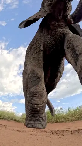 The dingle of the dangle.  Not a bad capture by IG: Brenden_simonson 📹 #fyp #wildlyafrica #elephant #wildlife 