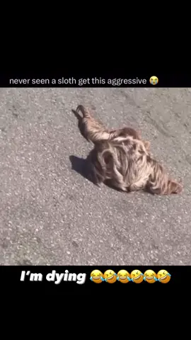 We Are America documentary coming soon 2024 New fear unlocked...Man I would've lost it. #slothhangsonmanashetriestoswinghimoff #sloth #man #swing #street #animals #lol #funny  #fyp #foryoupage #friends #following #foryou #for #you #trending #viralvideo #viral #tiktokviral 