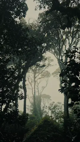 Nooraanduku oru murai #nooraandukuorumurai #vidyasagar #gopalsharma #devi #tamilsongs #rajikrisnan #mobilevediography #tamilsong 