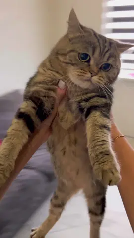 #кошка #целаявселенная #любовь #животные 