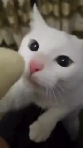 Ăn chuối kiểu mèo 😂😂😂 #cat #catsoftiktok #funny #funnyanimals #cute #fyp #xuhuong #viral #thinhhanh