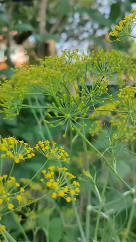 #เพลงฮิตติดกระแส2024 #วีดีโอยาว #เพื่อน #ัtiktok 