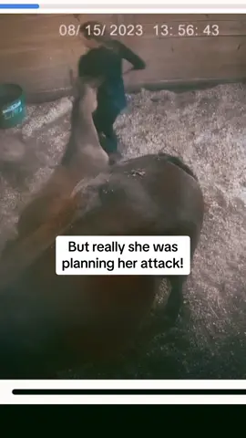 I’m lucky to be alive! #foal #funny #horsesoftiktok #horsetok #equestrian #baby #foalsoftiktok #farm 