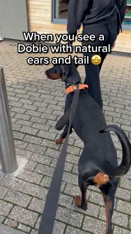 big PURRR 💅 #doberman #dobie #dobielove #dobermanpinchers #doglover #dobermanpuppy #puppy #puppylife