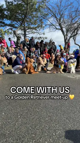 It was like looking in a mirror 🤩 #dog #dogs #goldenretriever #goldenretrievers #goldenretrieverlife #goldensoftiktok #goldens #bostonmarathon #boston 