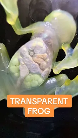 Time-lapse footage of a female reticulated glass frog about to lay eggs 🤯 #cuteanimals #funnyanimals #frogs #glassfrogs #organs #mother #eggs #wow 