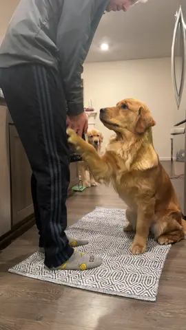 We are in the library today! #pet#pets #petstagram #petsofinstagram #petsofig #puppy #puppylove #puppylife #puppygram #puppyoftheday #puppyofinstagram #puppies #puppiesofinstagram #puppiesofig #puppiesofinsta #dog #dogsofinstagram #dogs #dogoftheday #doglover #retriever #retrieveroftheday #retrieverpuppy #retrieverpuppies #retrieveraddiction #goldenretriever #goldenretrievers #goldenretrieversofinstagram #goldenretrieverpuppy 