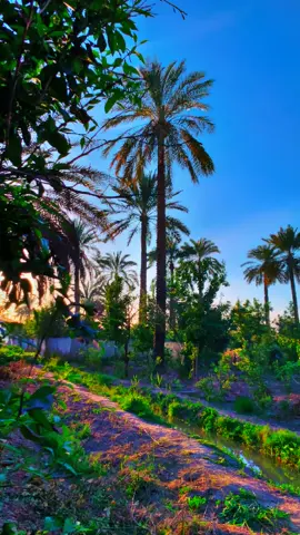 ونخله ينخلني الزمن بيده نخله يمته من الحزن نخلص ونخله 💔#اقتباسات #بساتين_ديالى🍊🍊 #تصويري📷 @آلــم وحـــزن𓆩💔𓆪 @الشاعر خضير هادي  @غيث نصر 