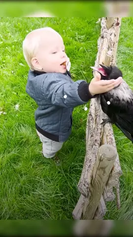 Russell the crow & Otto. This is the most amazing story of an animal & a kid that I've ever seen. Wow!💜 🔹️ #crowsoftiktok #crows #crow #kids #kidsoftiktok #boyandcrow #pets #bird #bestbuddies #amazingvideo #magpie #petstory #wholesome #viralvideo #viral #spreadingsmiles 